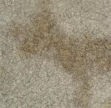 Pet Stain Carpet Cleaning Guide