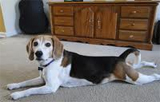 Carpet Cleaning Pet Urine
